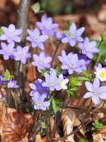 Sharp Lobed Hepatica Bare Root Bundle