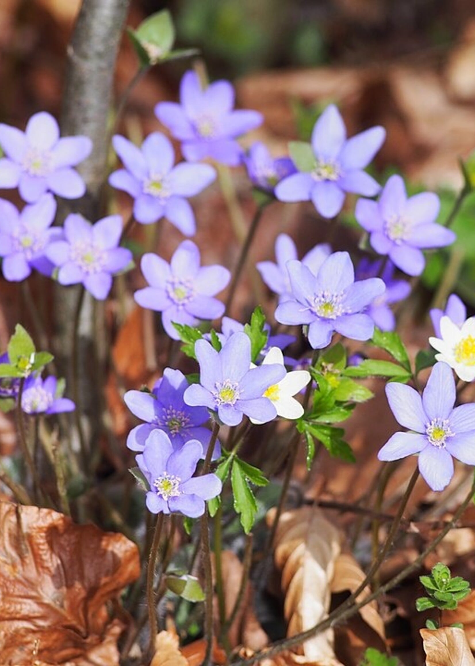 Sharp Lobed Hepatica Bare Root Bundle
