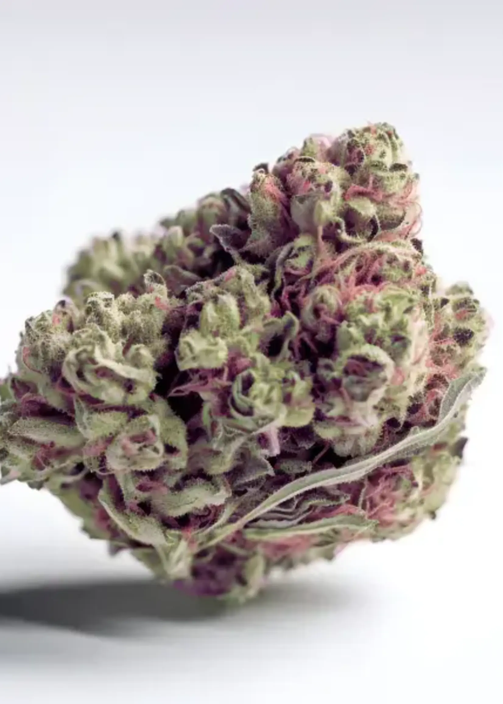 Mellow Fellow Twenty One Flower THCa Exotic Tropicana
