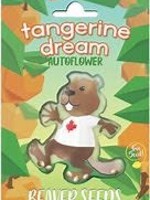 Beaver Seeds Beaver Seeds 5 Autoflower Seeds Tangerine Dream