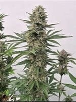 Atlas Seeds Atlas Seeds Photoperiod 5pk