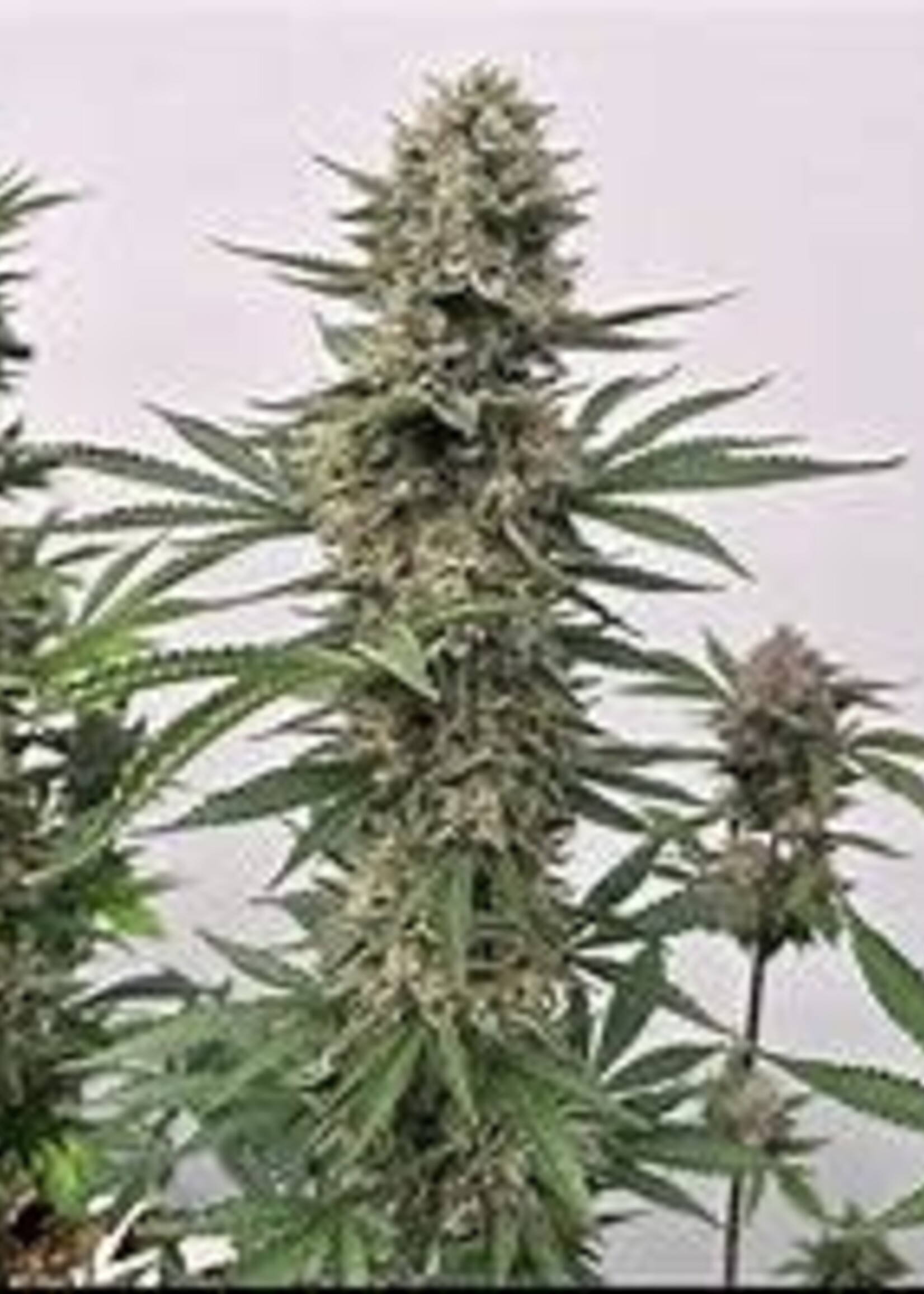 Atlas Seeds Atlas Seeds Photoperiod 5pk