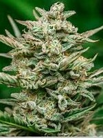 Atlas Seeds Atlas Seeds Auto Flower 5pk