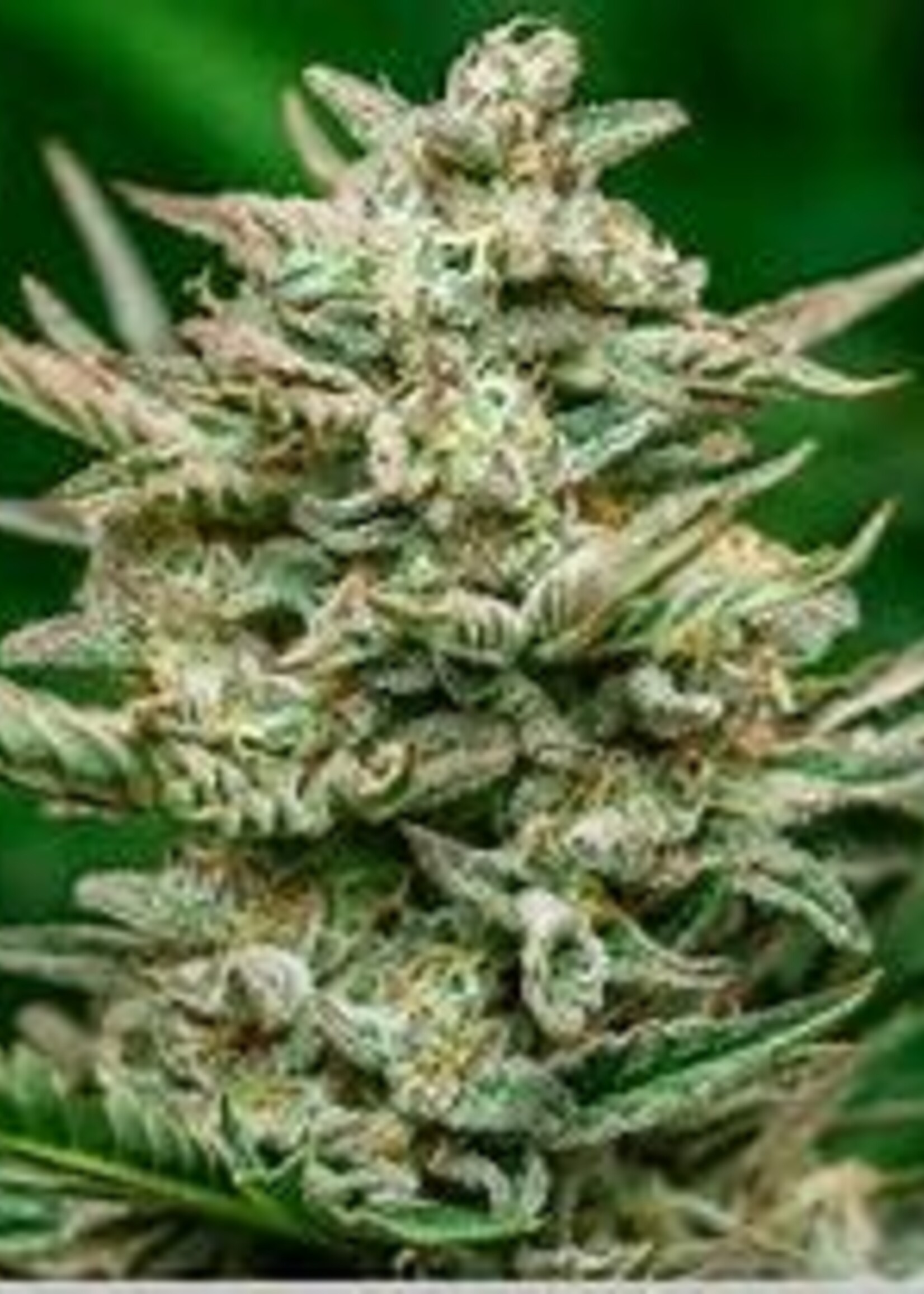 Atlas Seeds Atlas Seeds Auto Flower 5pk