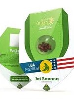 Royal Queen Seeds Royal Queen Seeds 3pk Autoflowering Fat Banana