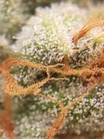 DoJo DoJo Seed Co Runtz S1 Feminized Seed 5pk