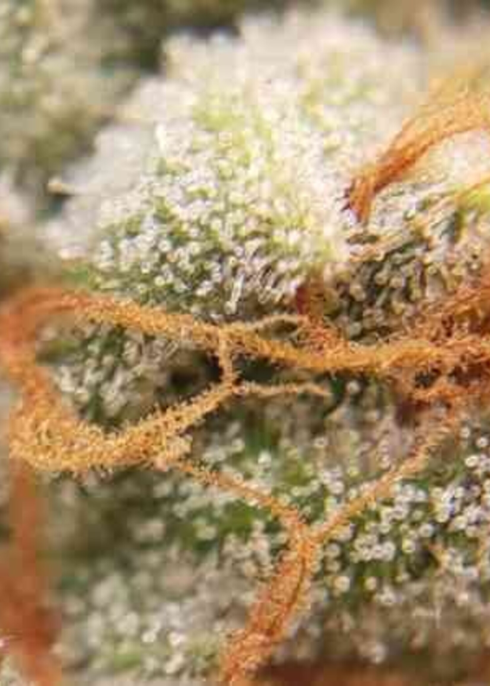 DoJo DoJo Seed Co Runtz S1 Feminized Seed 5pk