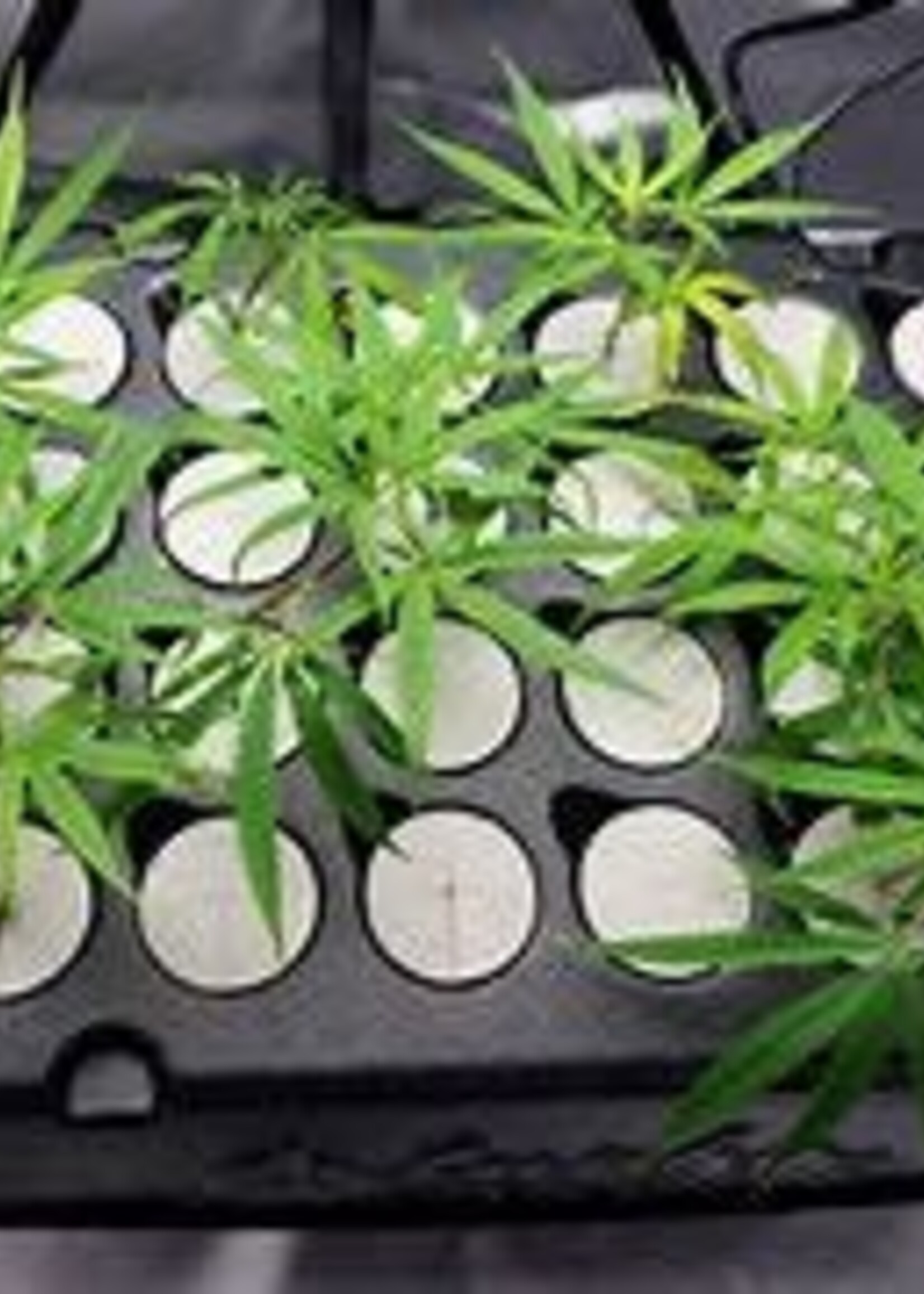 Boston Clone Co. Boston Clone Co. Clones