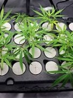 Boston Clone Co. Boston Clone Co. Clones +