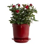 Juliska Berry & Thread 5in Planter & Saucer - Ruby