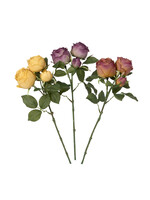 Park Hill Dried Floribunda Rose Cutting Autumn Mix