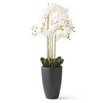 49.5 Inch White Real Touch Phalaenopsis Orchid In Matte Black Cerami