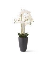 49.5 Inch White Real Touch Phalaenopsis Orchid In Matte Black Cerami