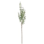 38 Inch Light Green Gunnii Eucalyptus Stem