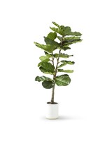 4.5 Foot Fiddle Fig Tree in White Ceramic Pot