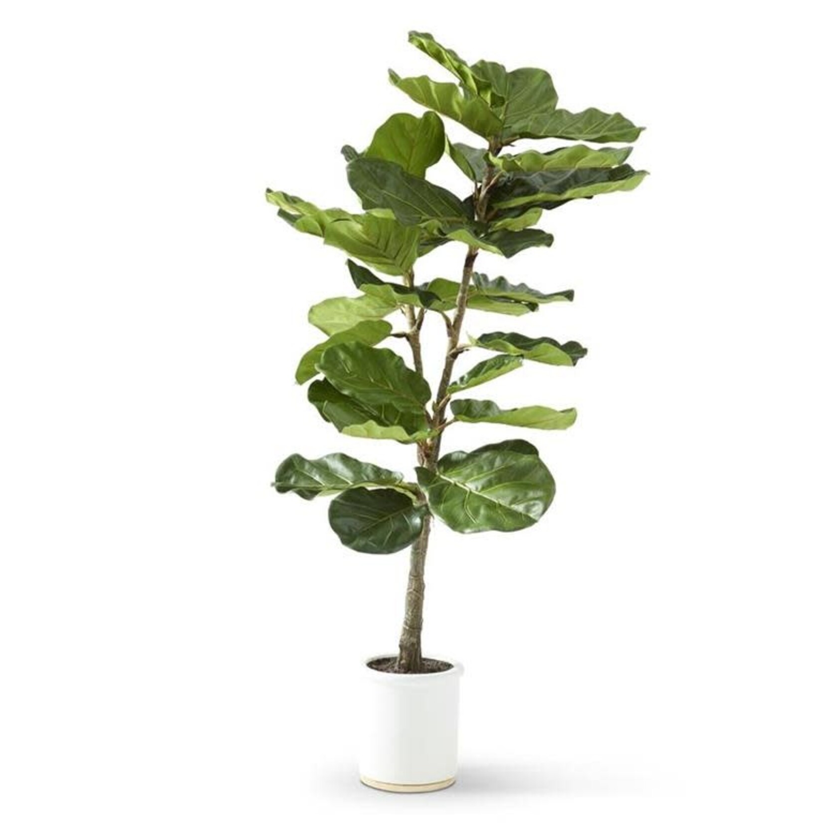 4.5 Foot Fiddle Fig Tree in White Ceramic Pot