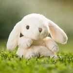 Bukowski Bears Kanini Bunny - White