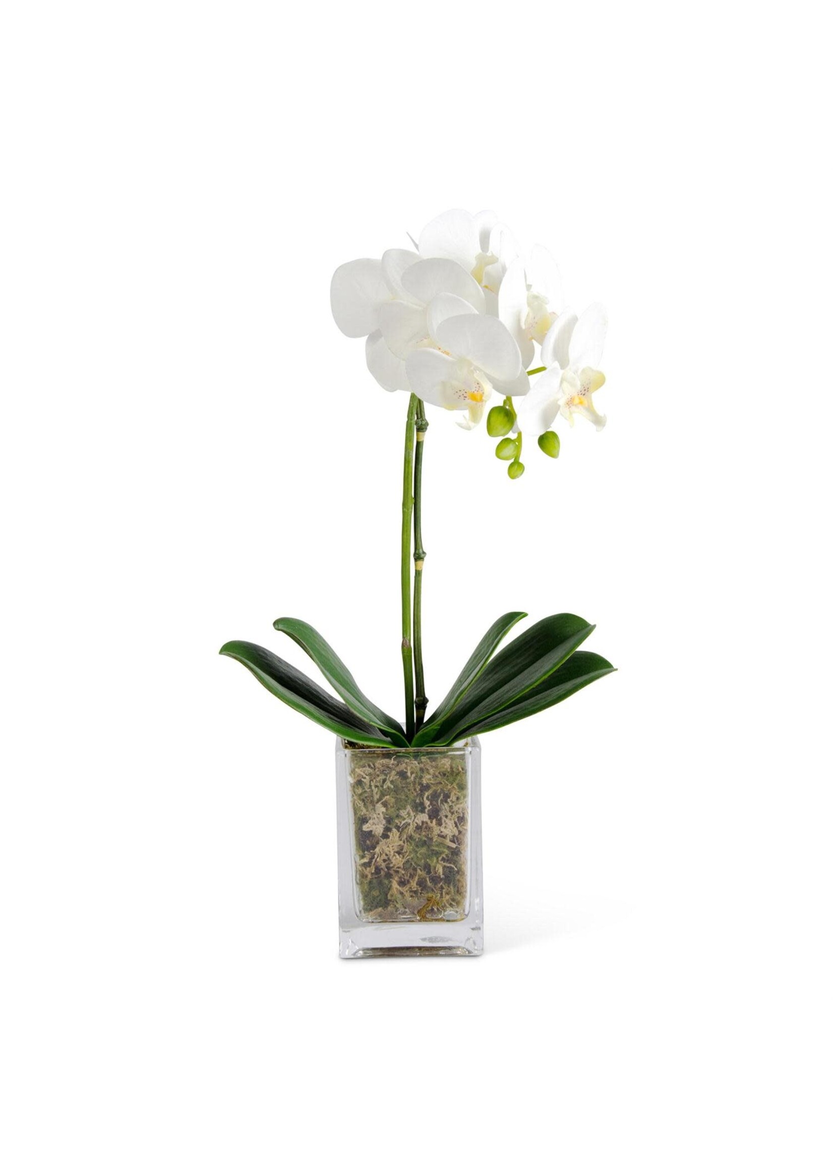 17 Inch White Orchid in Square Glass Container