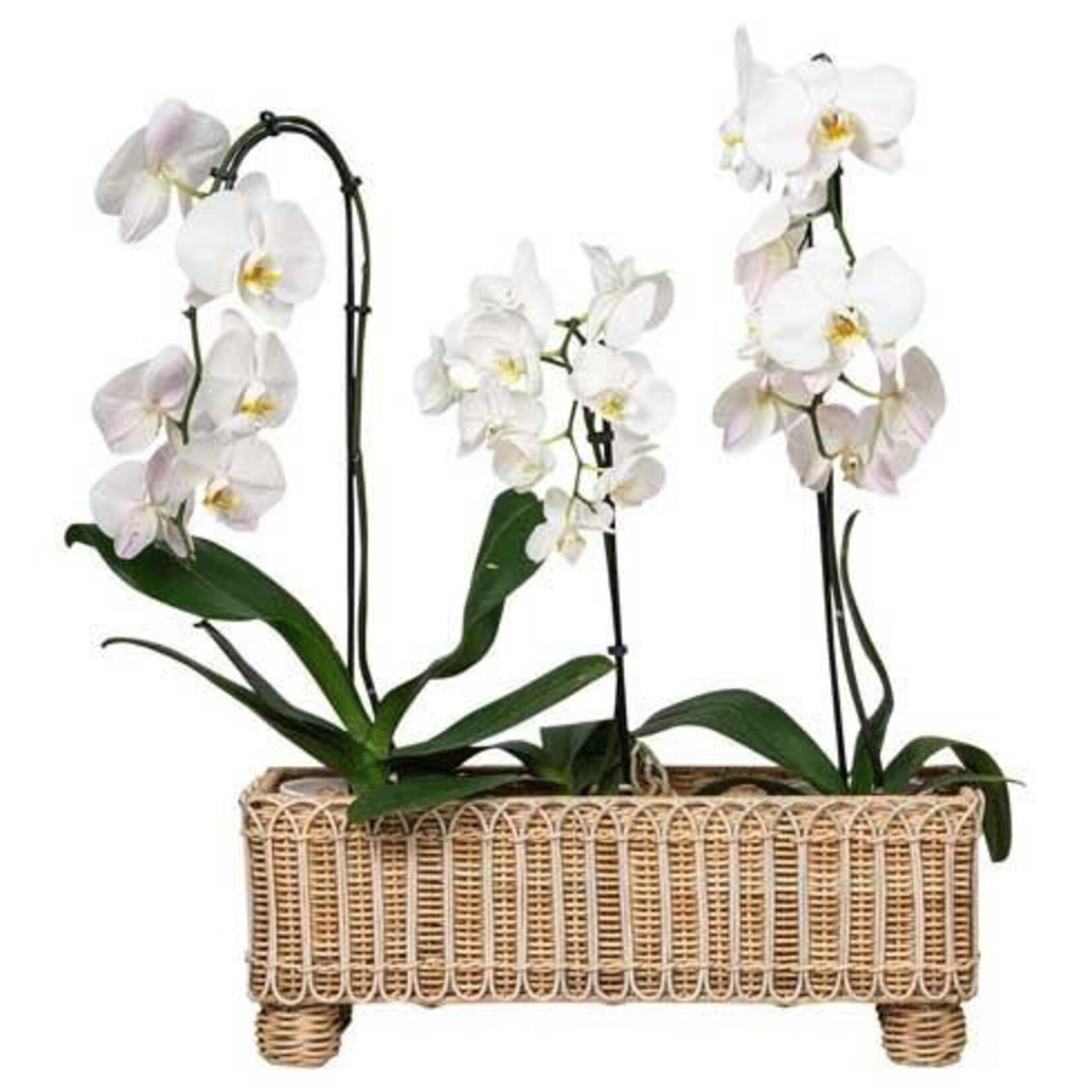 Juliska Provence Rattan Rectangular Planter - Whitewash