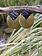 BUFFALO HORN & BRASS Linked Oval Earrings