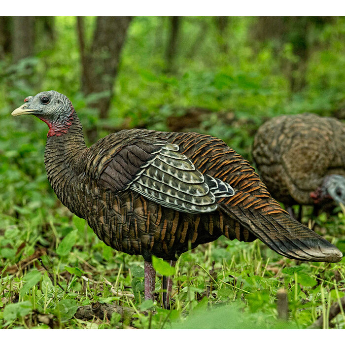 AVIAN X LCD BREEDER HEN TURKEY DECOY