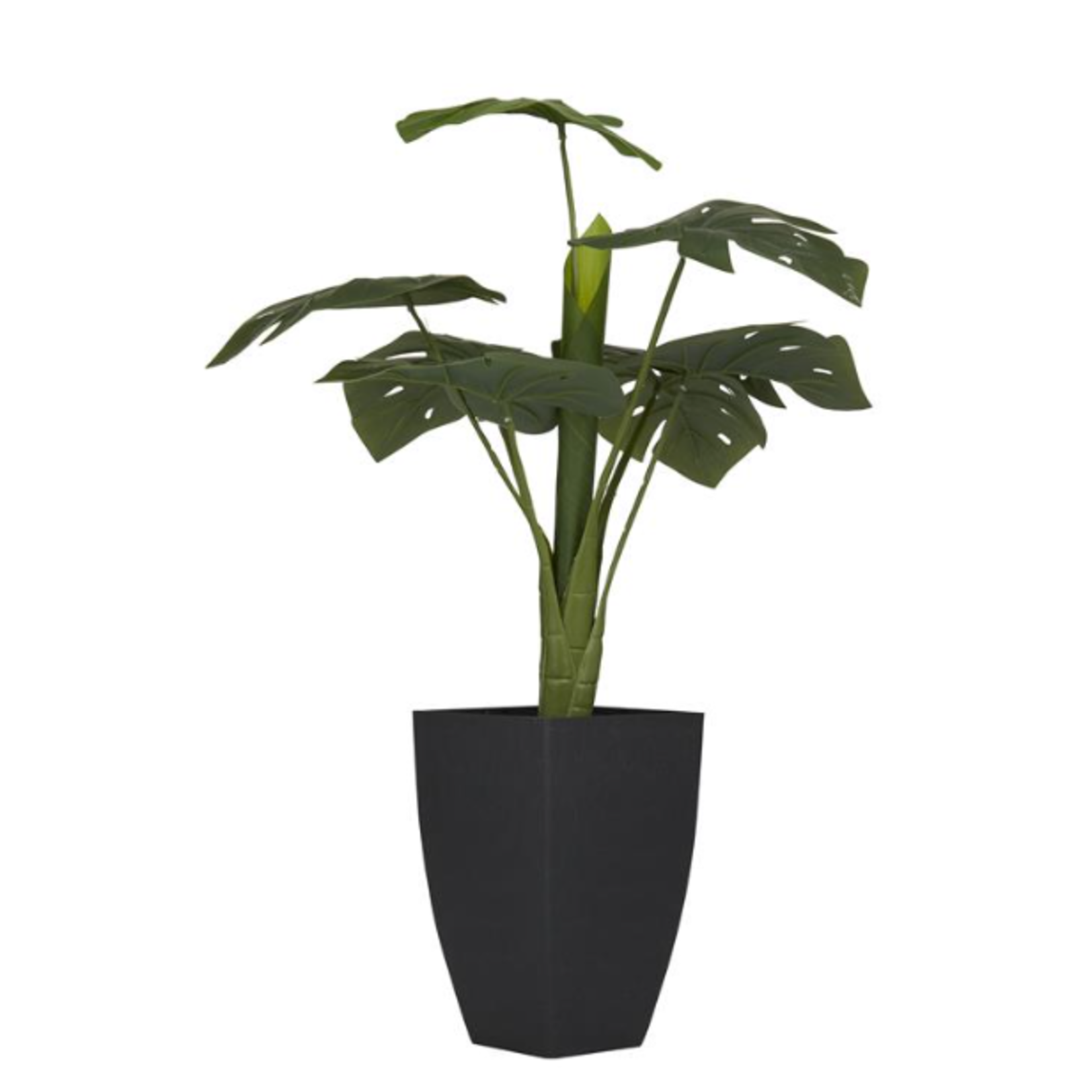 Uma Contemporary Monstera