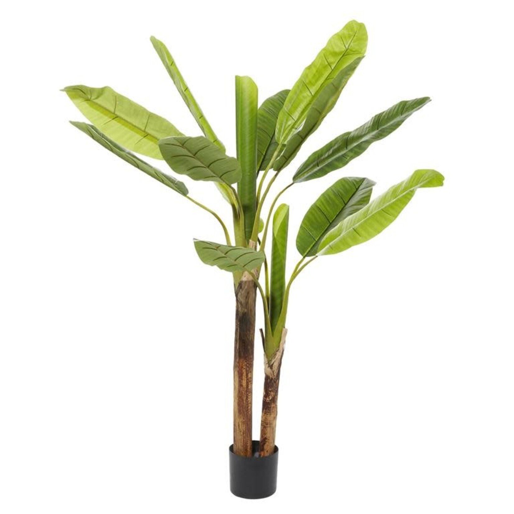 Uma Banana Tree in Pot 64H  (FW)