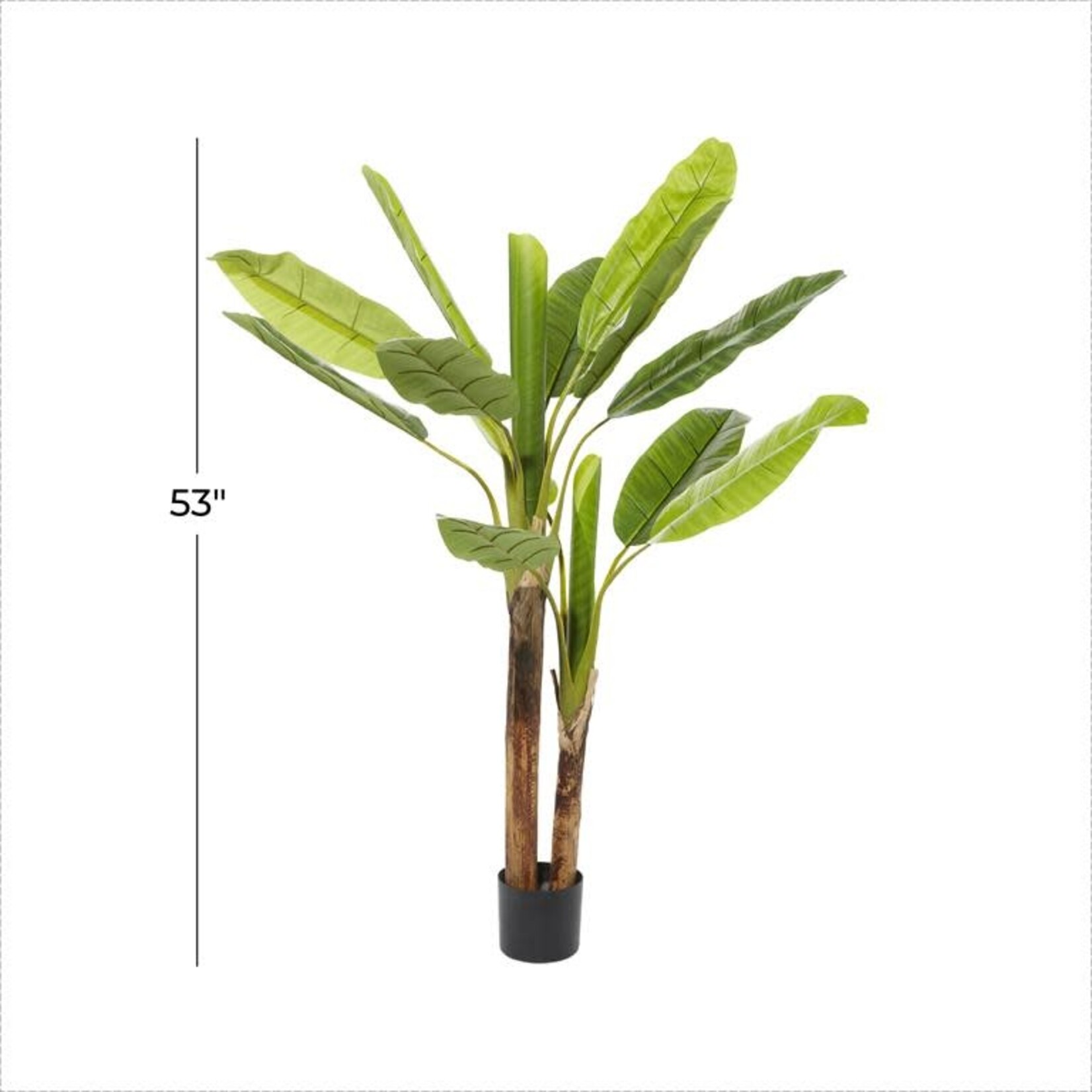 Uma Banana Tree in Pot 64H  (FW)