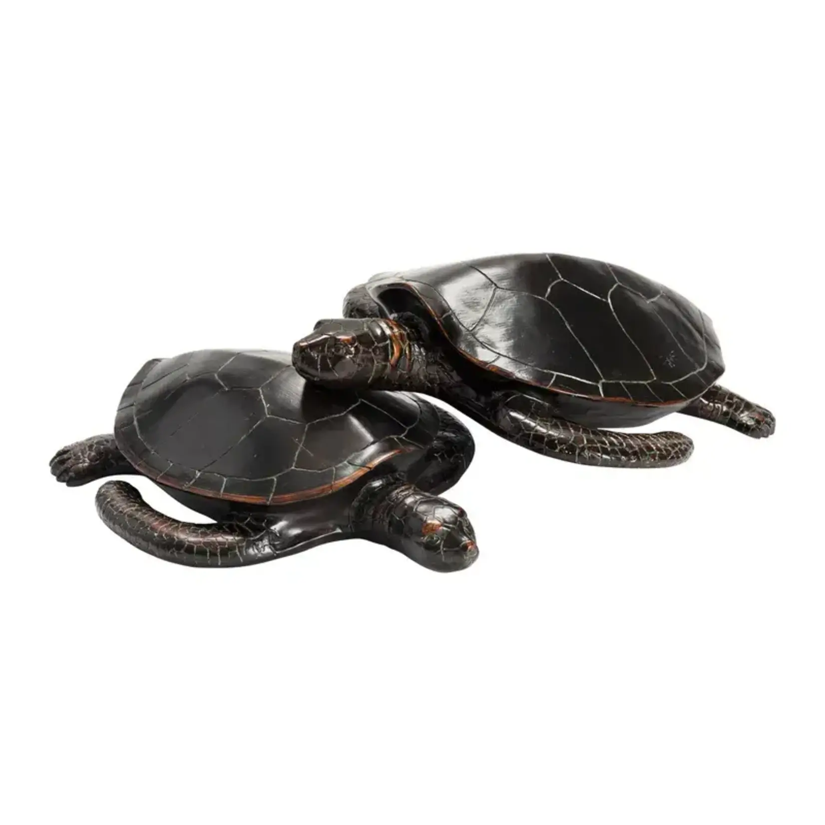 Crestview s/2 Turtles