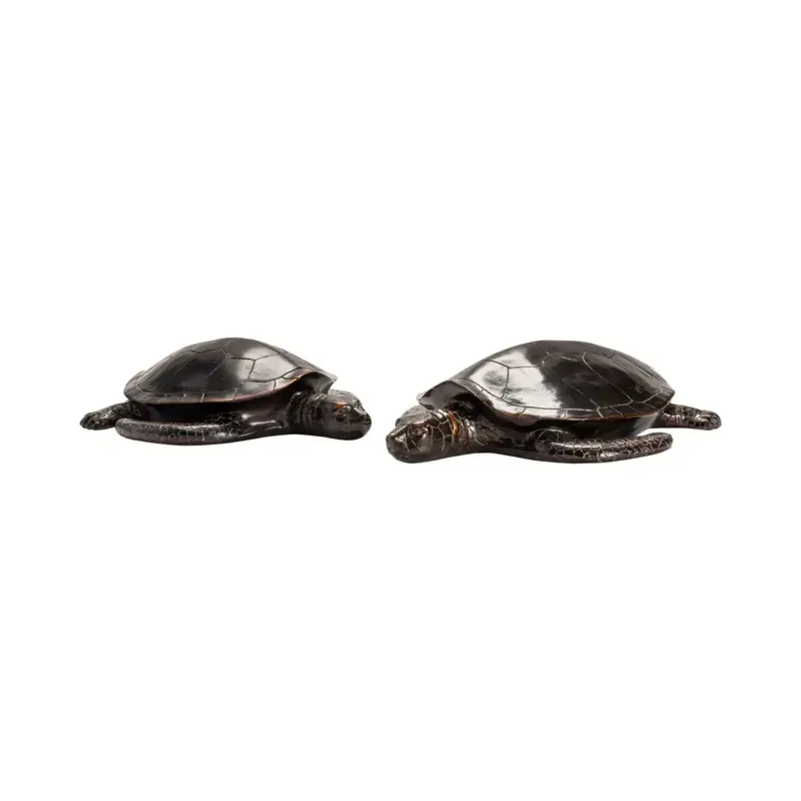 Crestview s/2 Turtles
