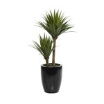 Uma Green Faux Foliage Dracaena Indoor Outdoor Artificial Plant with Realistic Leaves and Black Fiberglass Pot