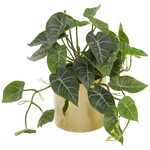 Uma Plant w/ceramic pot 12"