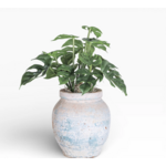 Lyric Pot with Monstera AR1376