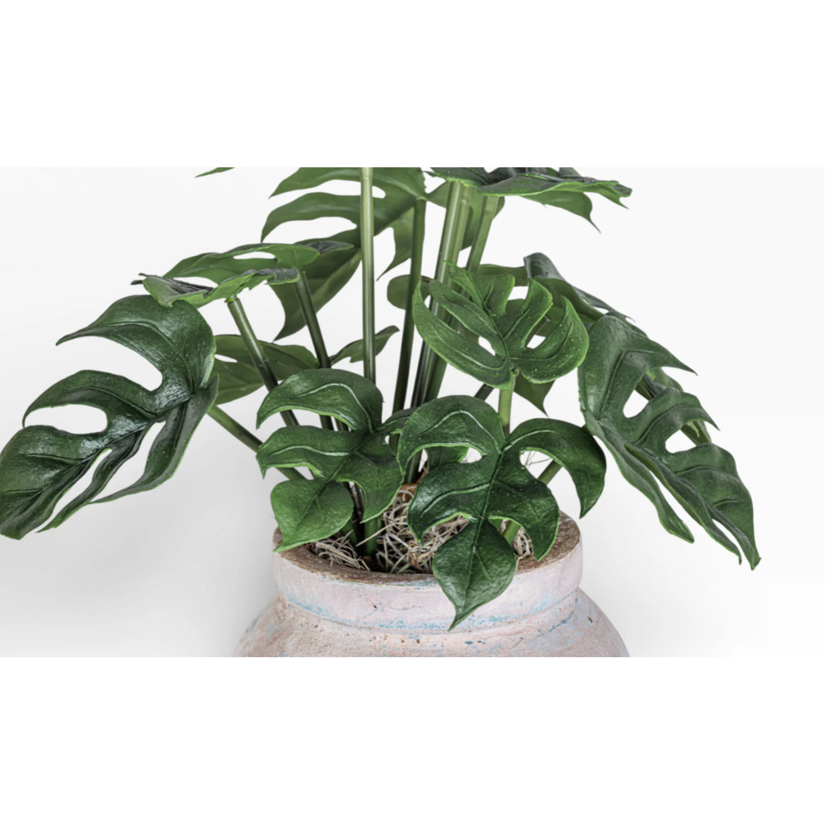 Lyric Pot with Monstera AR1376