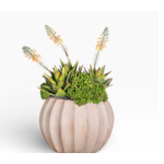 San Miguel Terrarium White Pebbles AR1485