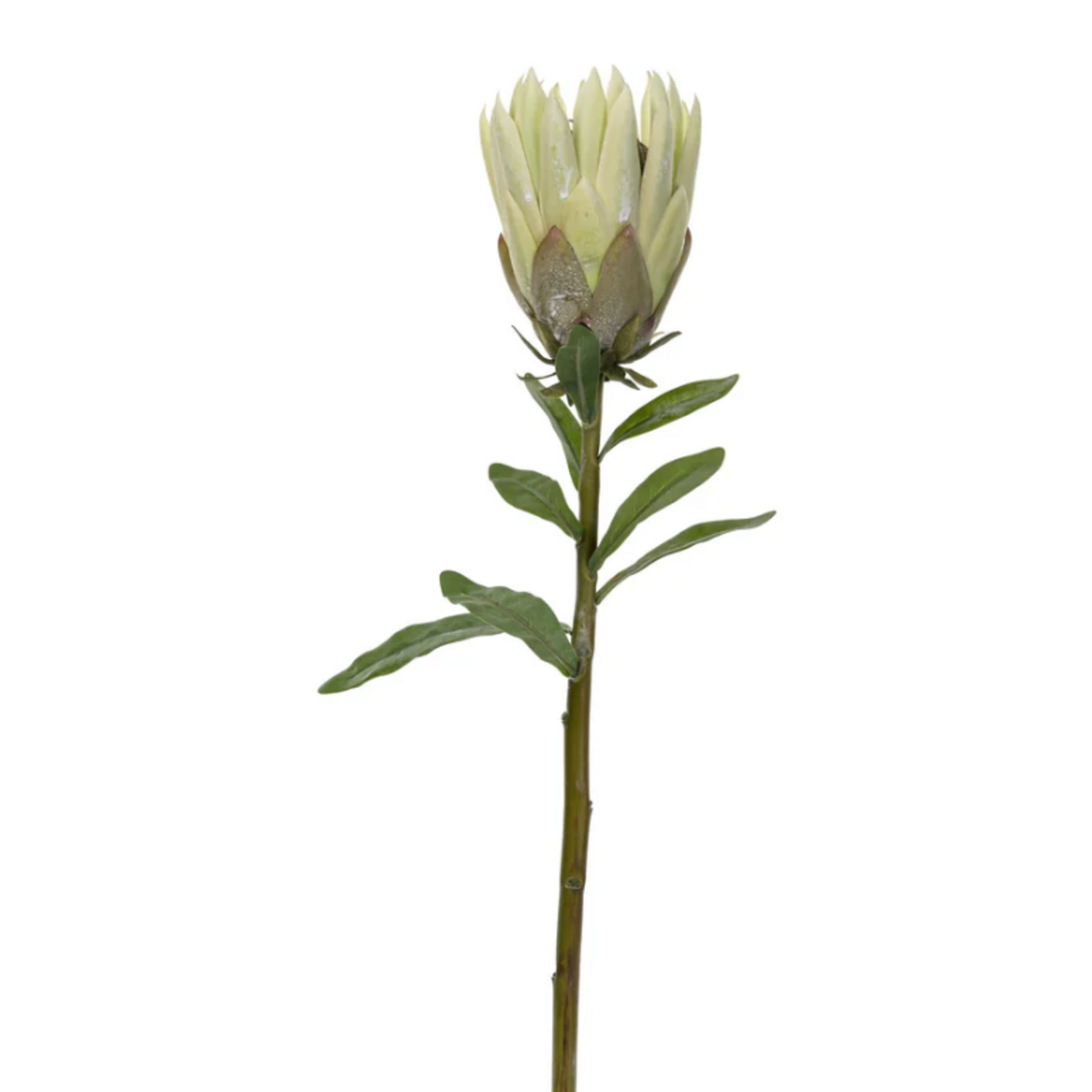26 inch King Protea Green FL1044