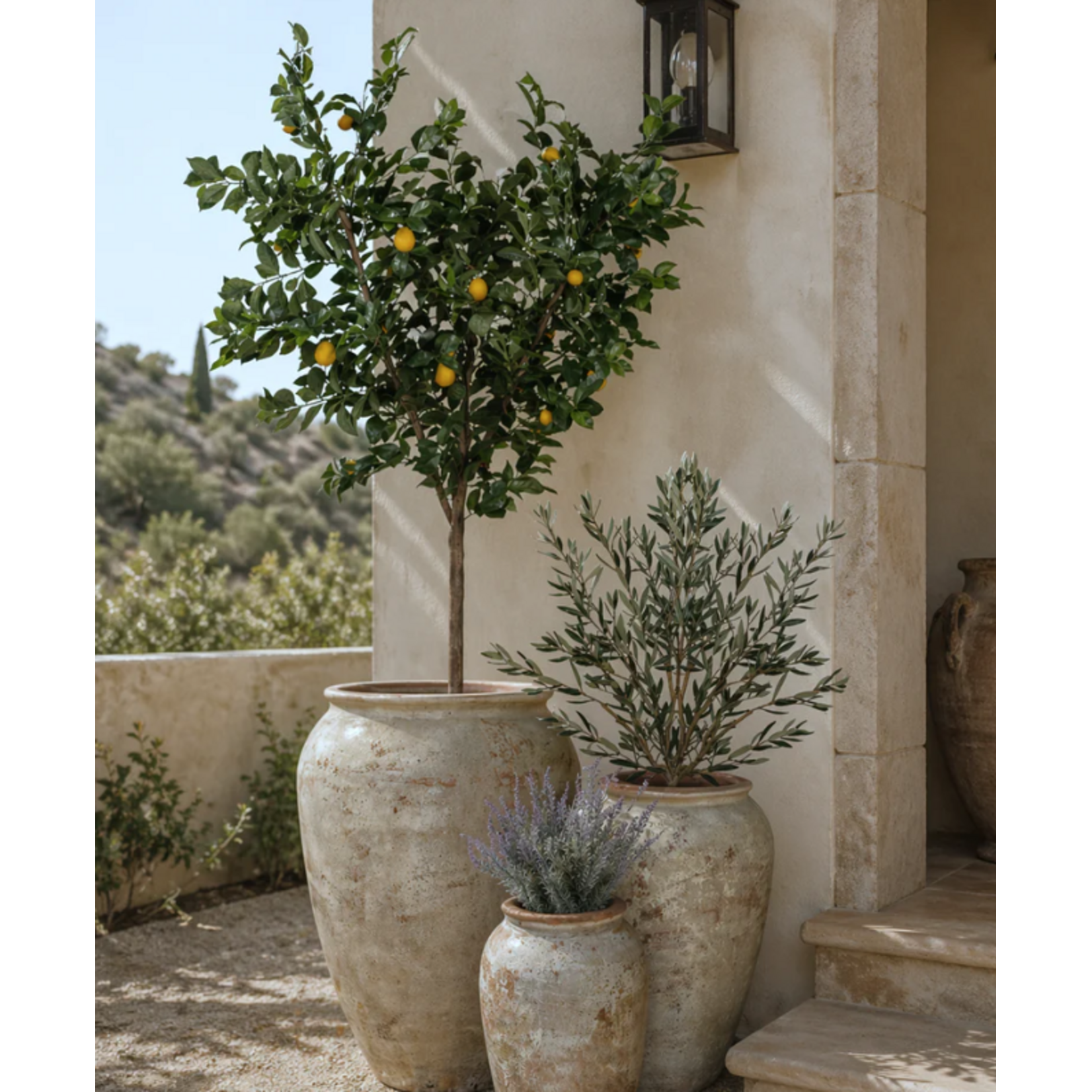 7 Foot Lemon Tree in Crux Planter PC1293BRLG
