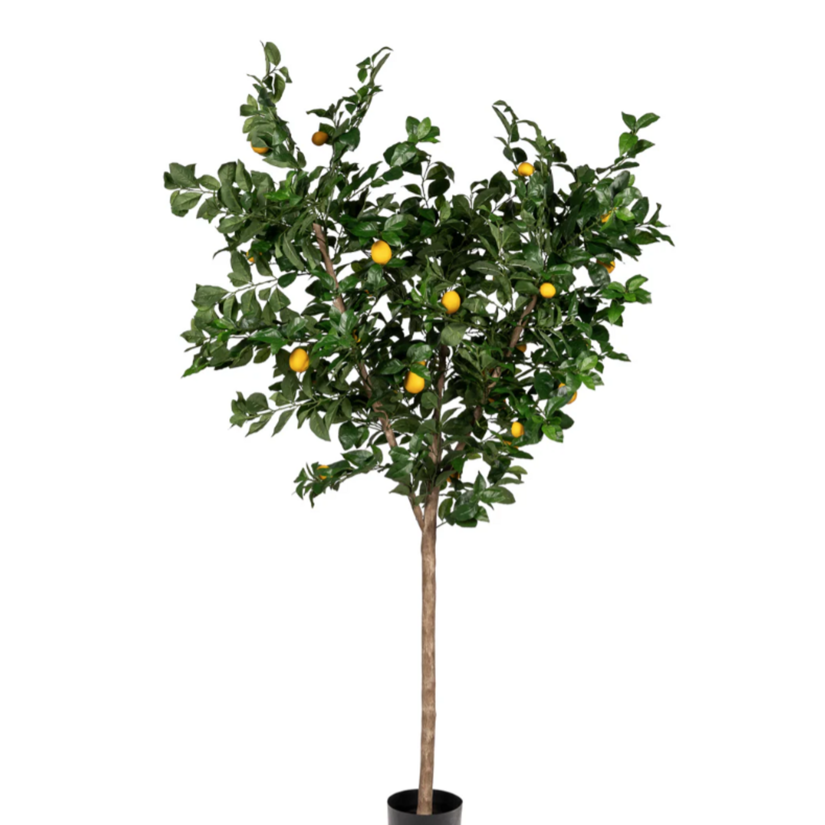 7 Foot Lemon Tree in Crux Planter PC1293BRLG