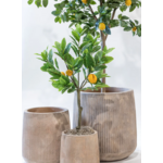3 Foot Lemon Tree in Crux Planter PC1168BRSM