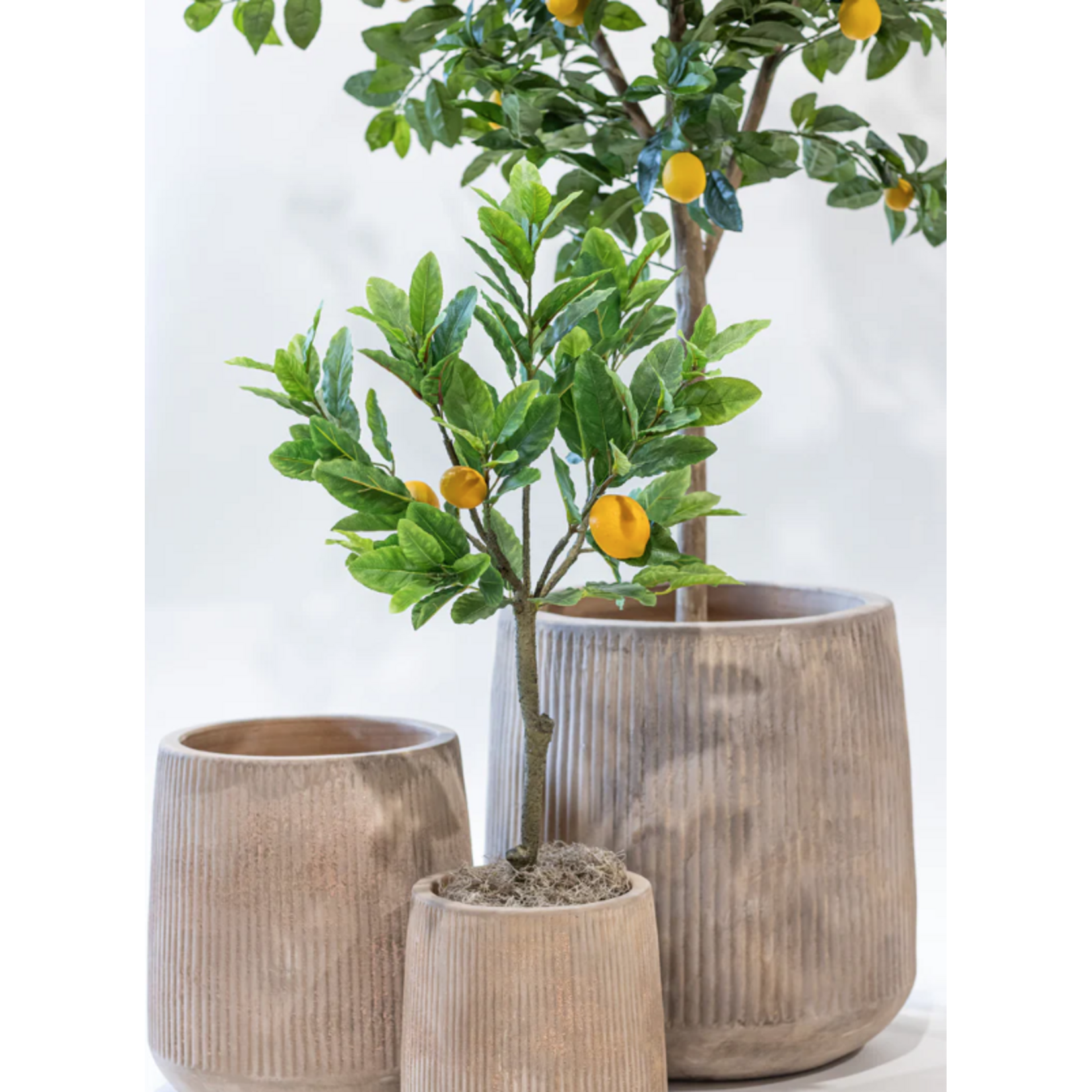 3 Foot Lemon Tree in Crux Planter PC1168BRSM