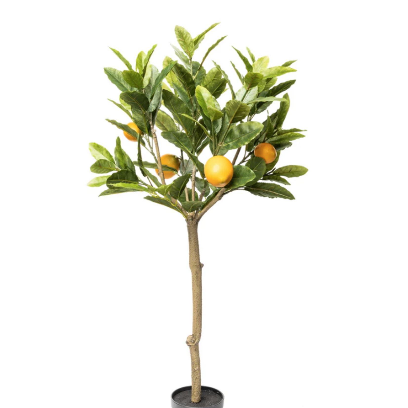 3 Foot Lemon Tree in Crux Planter PC1168BRSM