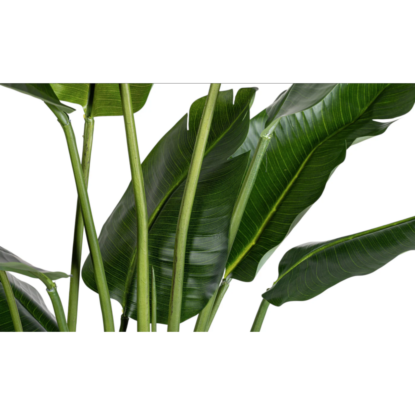 6 Foot Bird of Paradise Small Glacier Planter PC1469CN1364SM