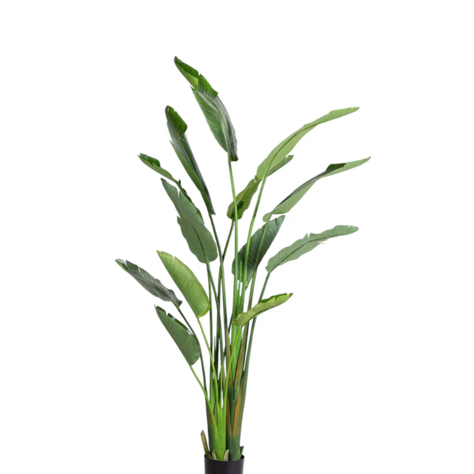 6 Foot Bird of Paradise Small Glacier Planter PC1469CN1364SM