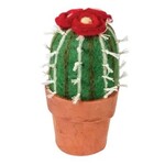 Nepal Felt Plant Small Barrel Cactus