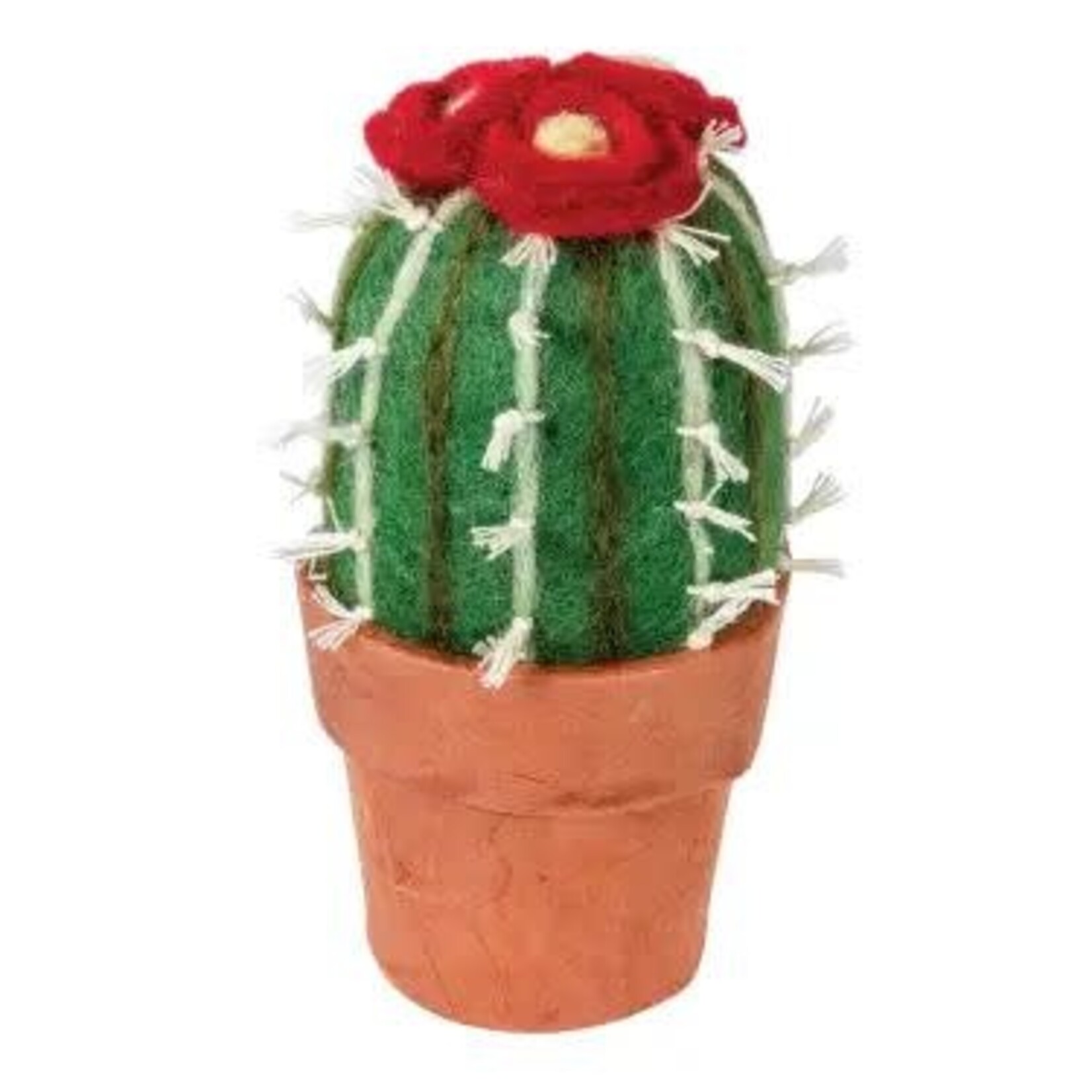 Nepal Felt Plant Small Barrel Cactus