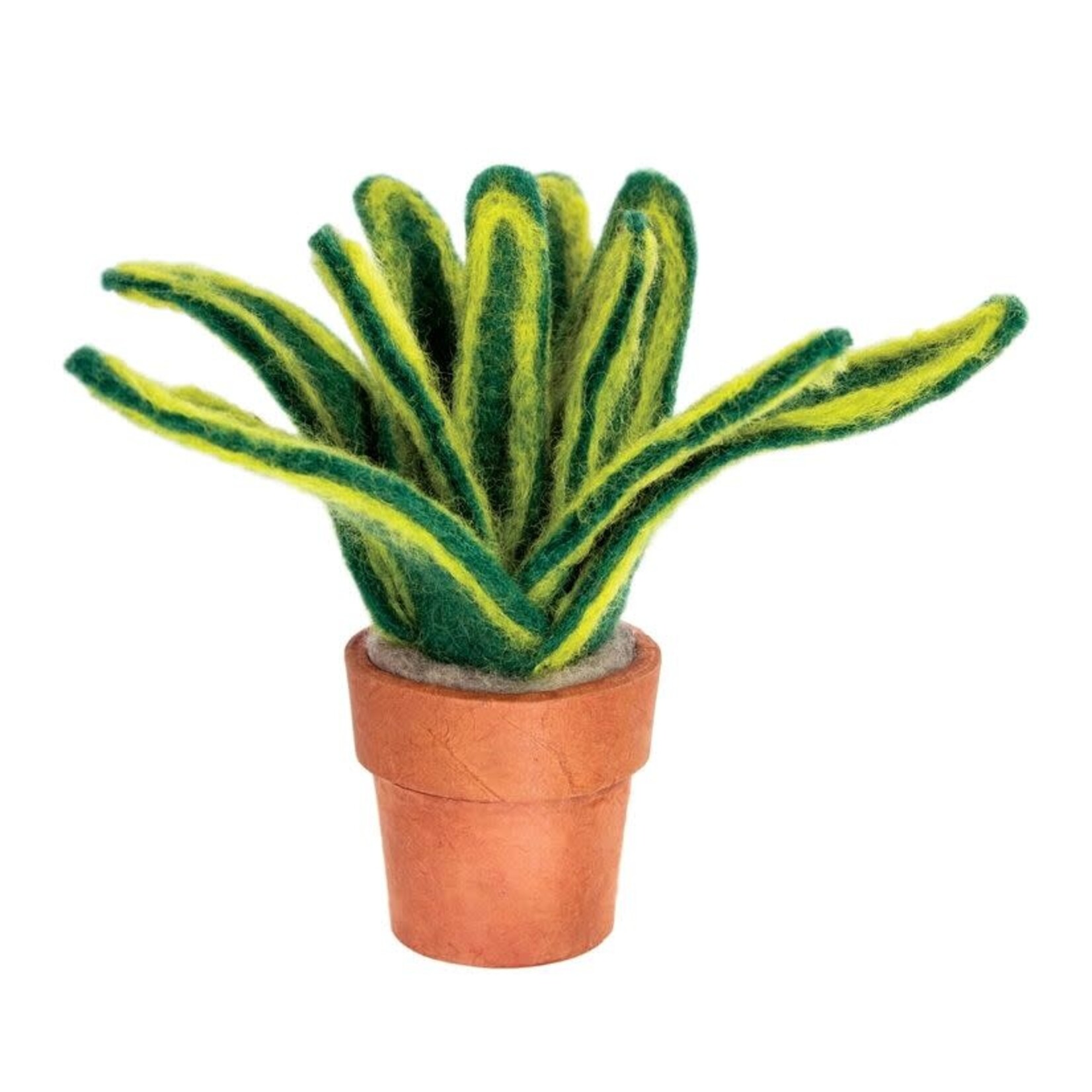 Nepal Felt Plant Snake Plant