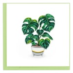 Vietnam Monstera QC