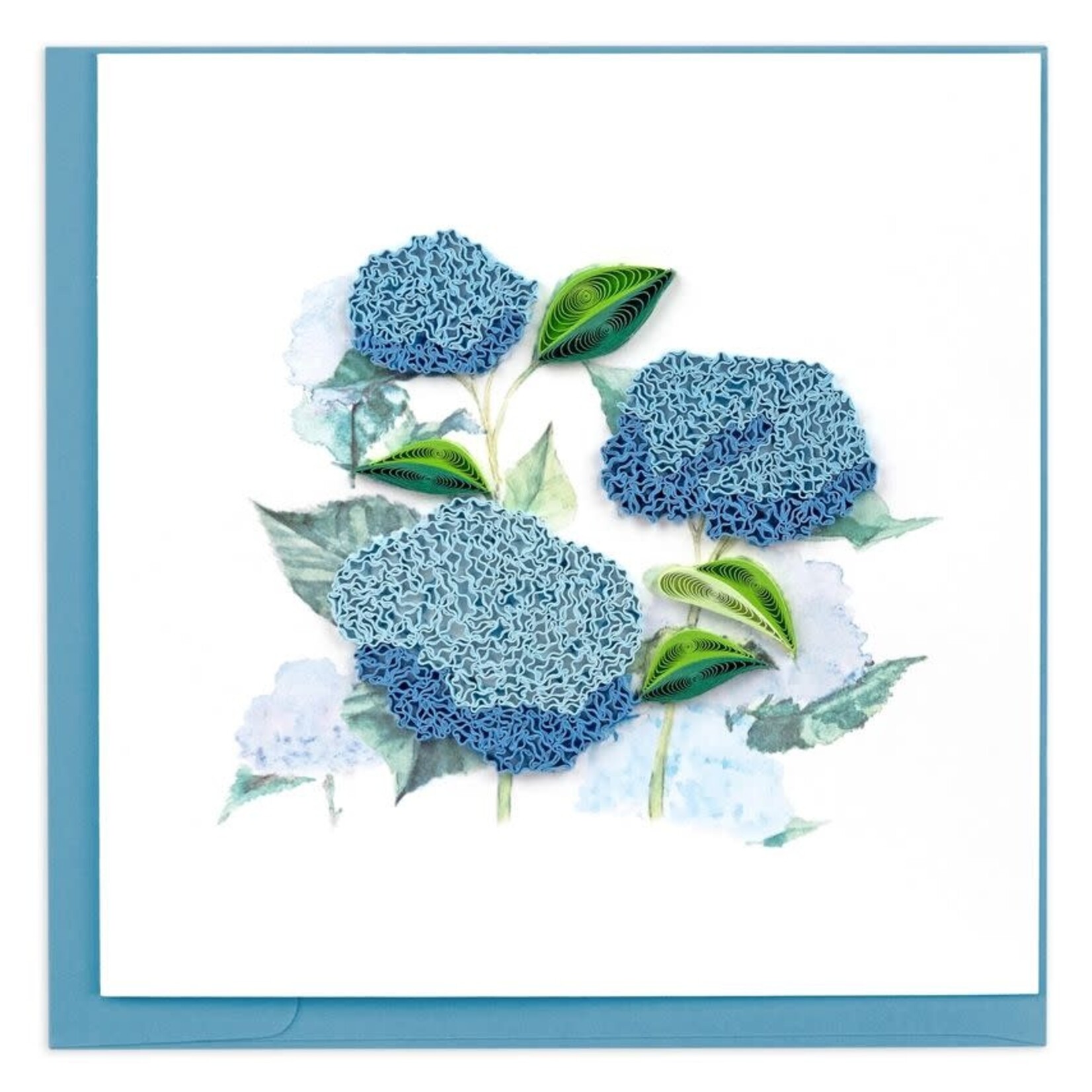 Vietnam Wild Hydrangeas QC