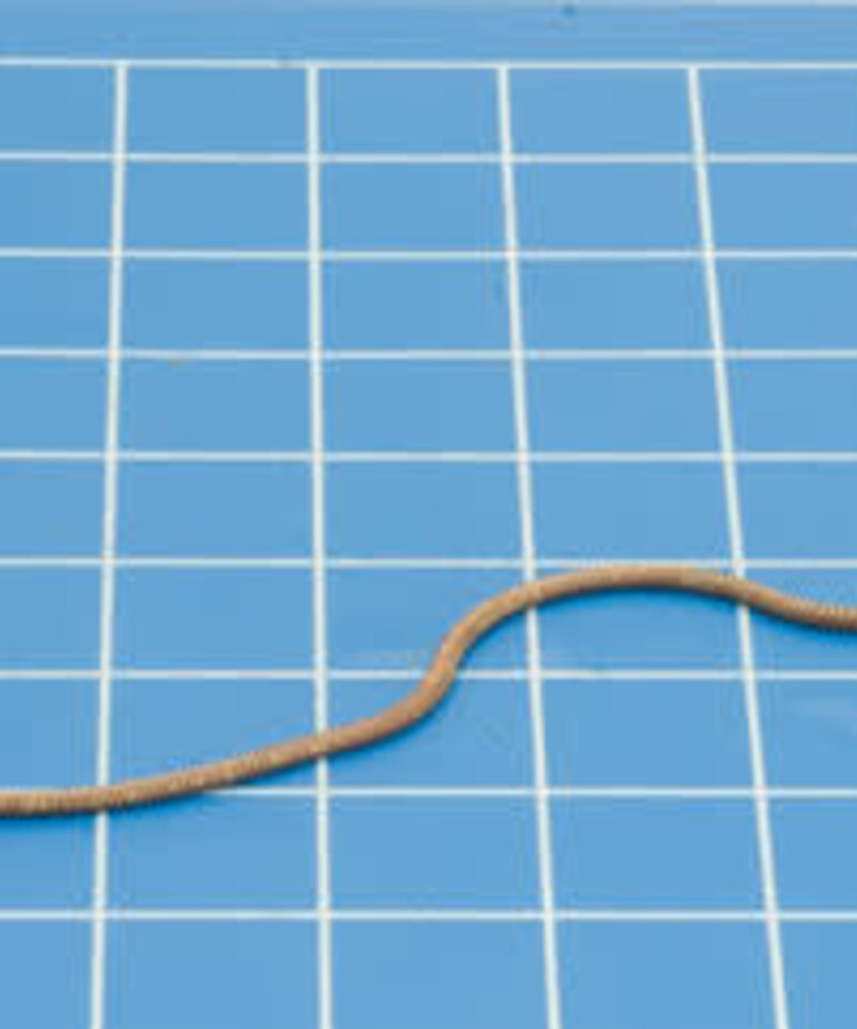 Gale Force Nine GaleForce Nine Hobby Round: Snake Chain 1.5mm 1 meters