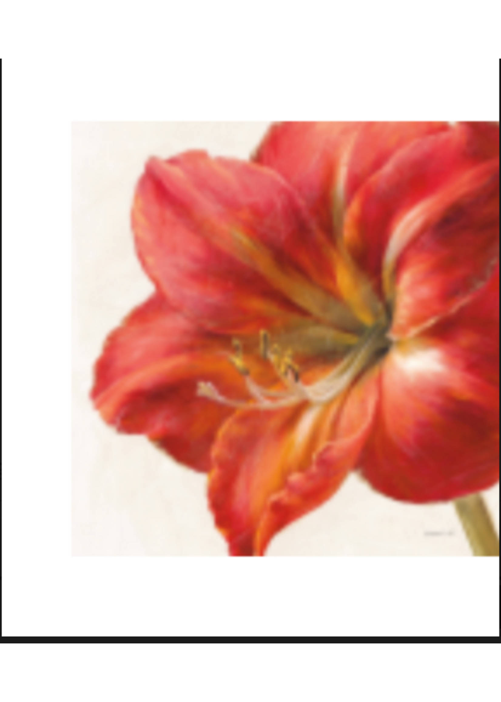 Vivid Amaryllis